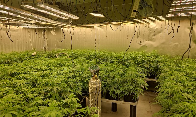 בתוך דירת מגורים: בחיפה נחשפה מעבדת ענק של קנאביס