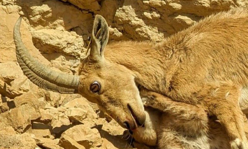 תיעוד מדהים: יעל הותקף על ידי קרקל וניצל. צפו
