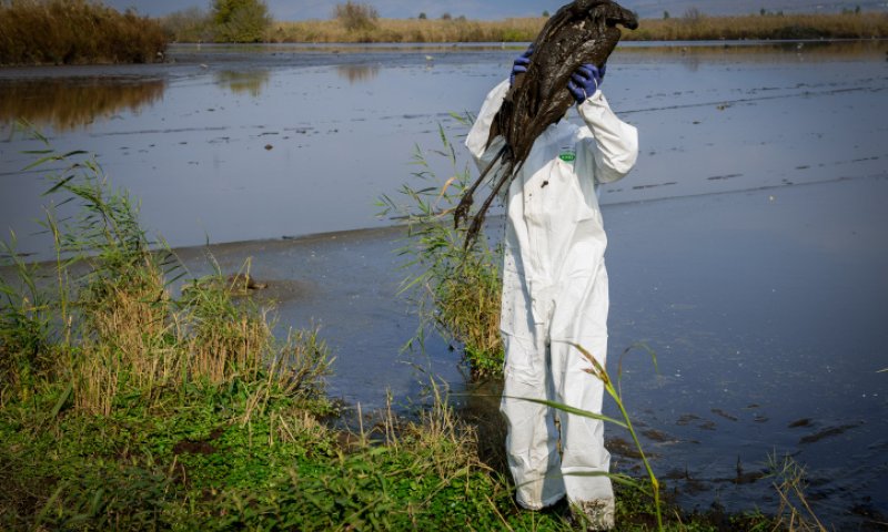 "שפעת העופות השנה היא אסון אקולוגי חסר תקדים"