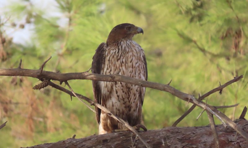 אורח נדיר הפתיע בספארי: עיט ניצי נחת בסוואנה