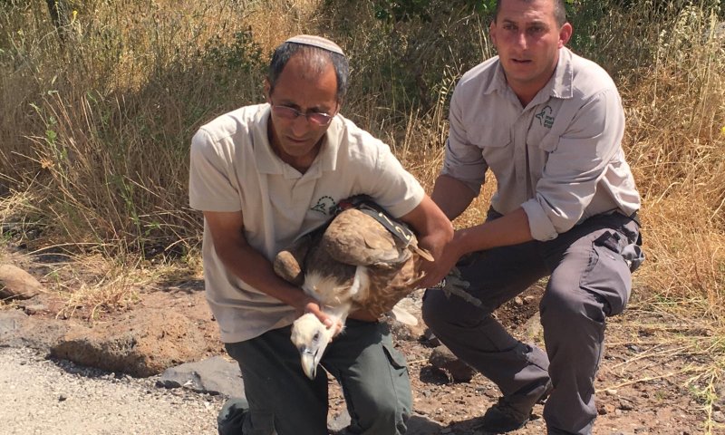 צפו: הנשר שהורעל ברמת הגולן משוחרר בחזרה לטבע