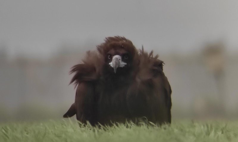 תיעוד נדיר: עזנייה שחורה בשדות עמק החולה