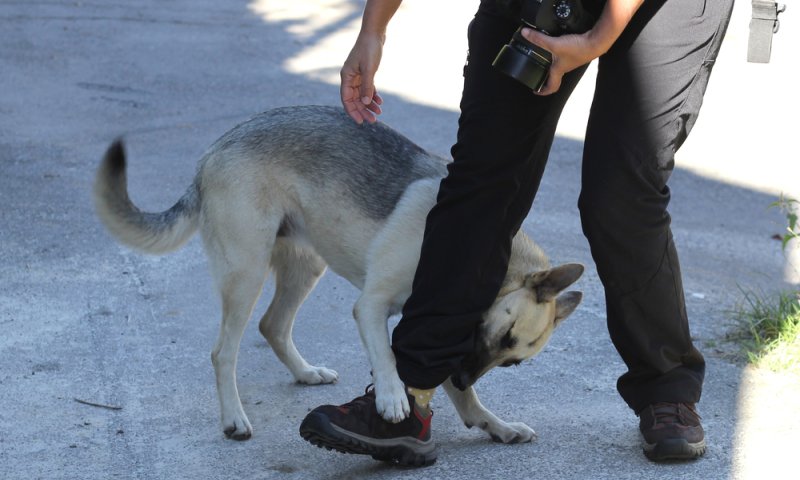 ילדה נפצעה באורח בינוני לאחר שננשכה על ידי כלב