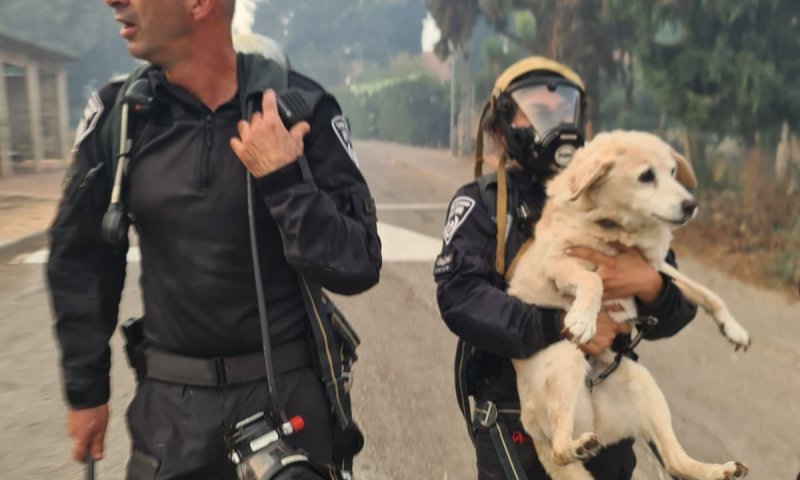 בצל הלחימה: נפתח מוקד לאיתור בעלי חיים בדרום