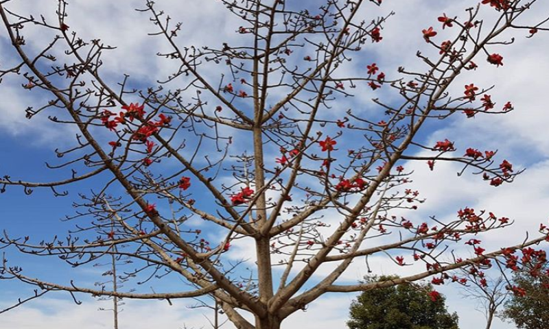 עץ של געגוע &ndash; סיפור לט"ו בשבט על עץ אחד בשא-נור