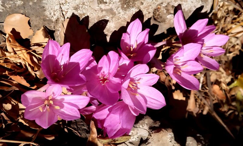 טיול אל מבשרות הסתיו: פריחת החלמונית והסתוונית בגולן