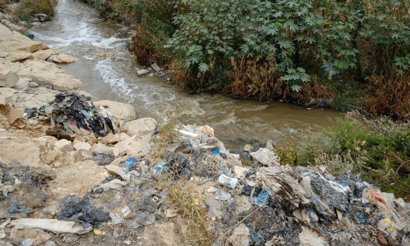 לא מספיק קורונה? התגלתה עכברת בנחלי הצפון