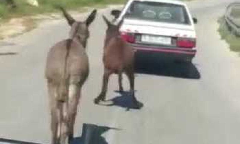 ערבי התעלל בחמור וגרר אותו בכביש מהיר. צפו