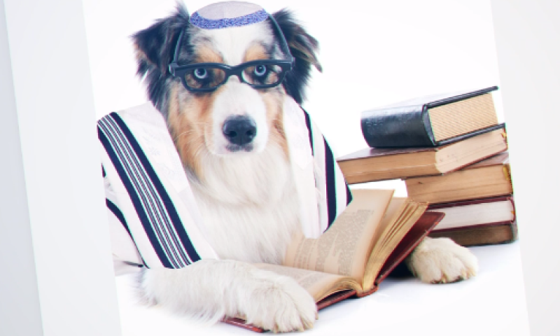 בר מצווה לכלבים: יהדות התורה מסעירה את הרשת