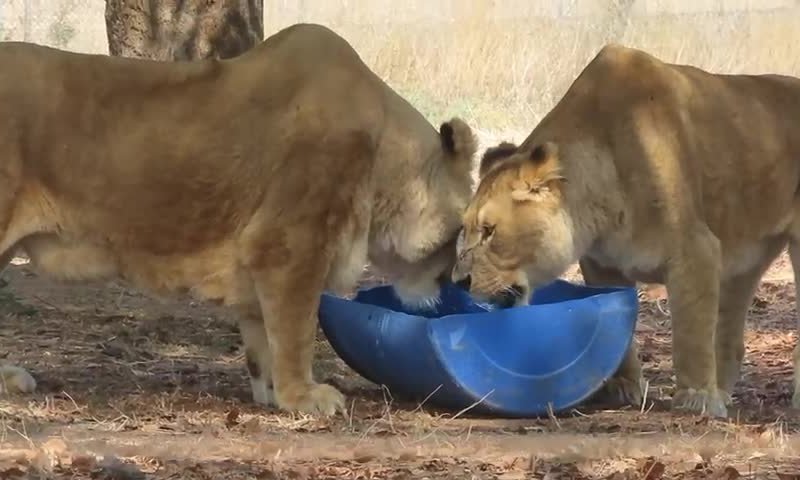 צפו בתיעוד: כך החיות בספארי נערכות לגל החום