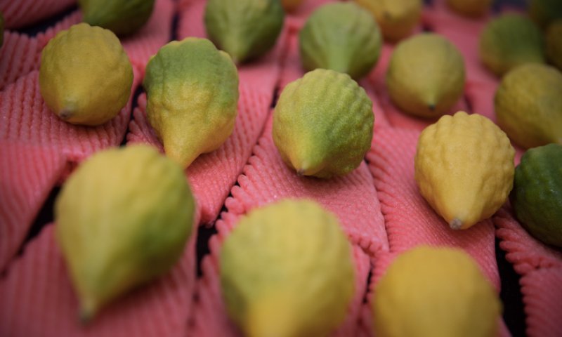 חג סוכות: ארבעת המינים באישיות