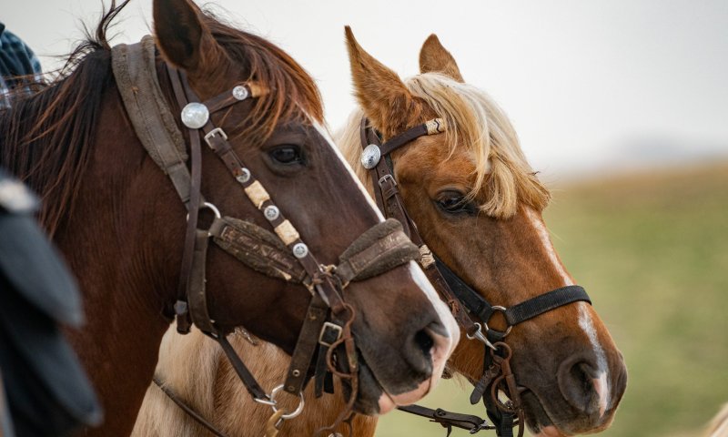במהלך הרכיבה: נפצעה בינוני לאחר שנפלה מסוס
