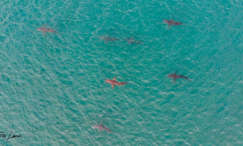 זהירות כרישים! אזהרה שיצאה לצוללנים | צפו בתיעוד: