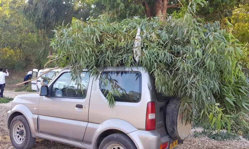 אל תתאמצו: קק"ל מחלקת לציבור סכך בחינם