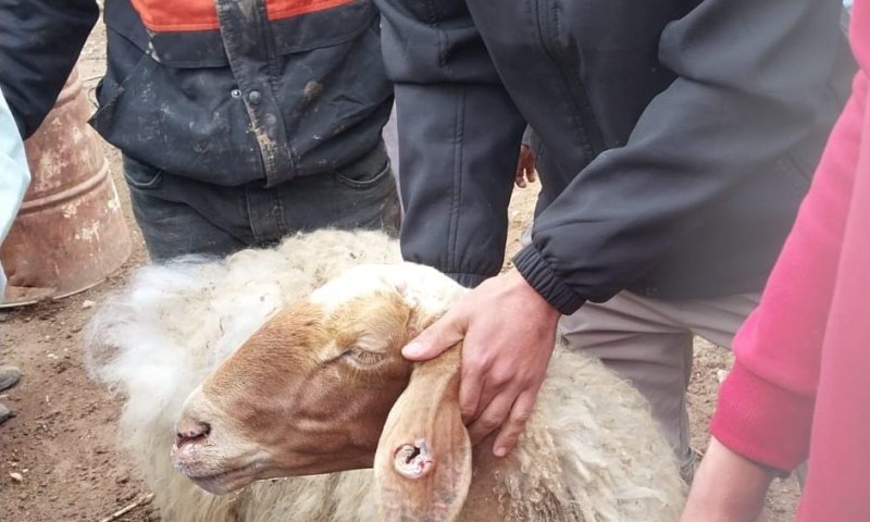 כבשים נגנבו מחווה בבקעה; ואותרו במאהל בדואי שכן