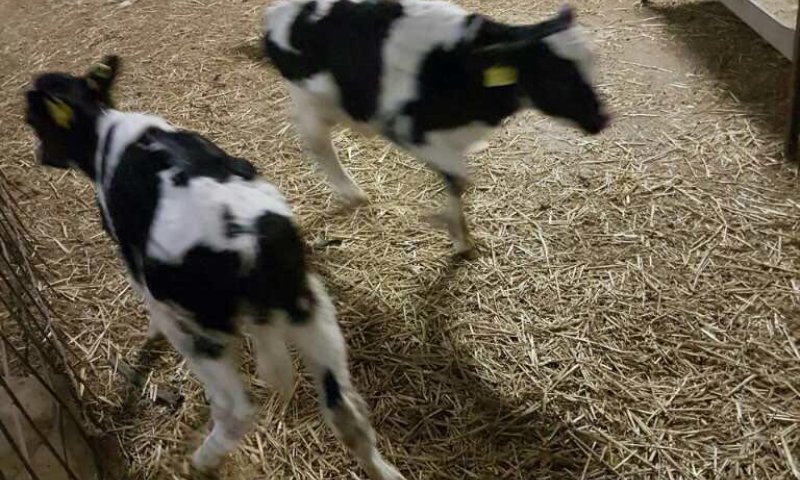 השוטרים תפסו על חם ערבים גונבים עגלים