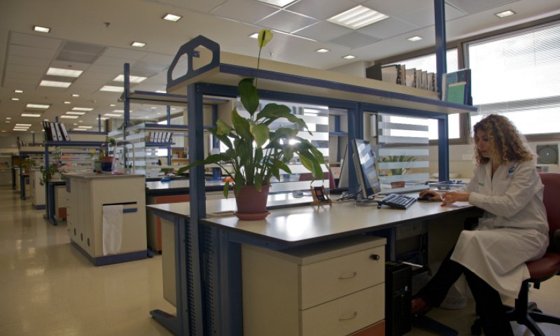 לאחר סערת המצבה: כך הגיבו בתי החולים ברשת