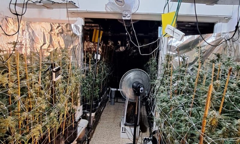 441 שתילי קנאביס נמצאו בדירה בקריית מוצקין