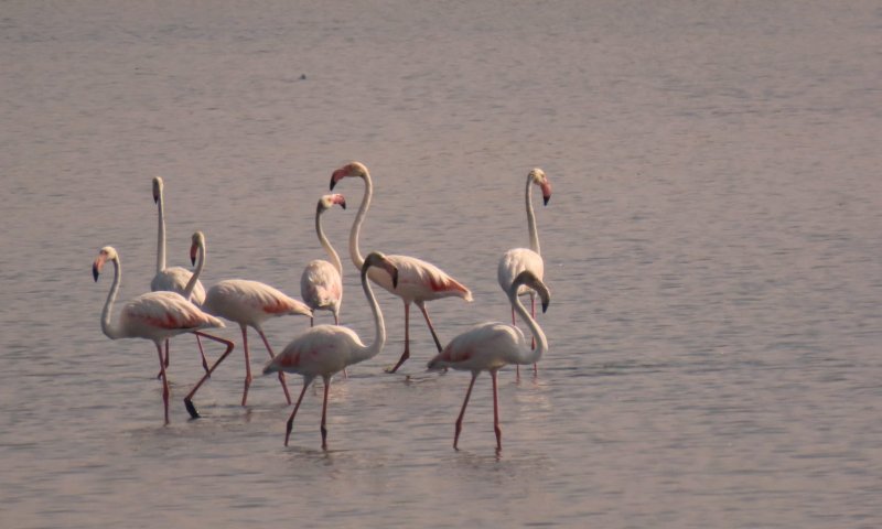מרהיב: 33 פלמינגו נחתו באגמון החולה. צפו בתיעוד