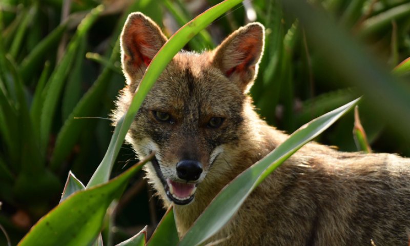 מקרה כלבת שלישי תוך יממה: 6 אנשים הופנו לטיפול