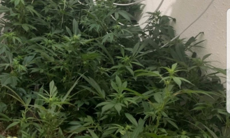 נעצרו 2 מגדלי סמים בעיר חיפה