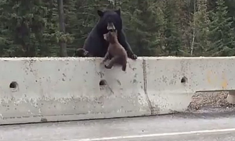 מדהים: אמא דובה מצילה גור בכביש מהיר