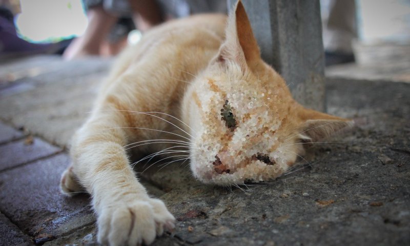 משרד החקלאות מזהיר: סכנה במזון לחתולים