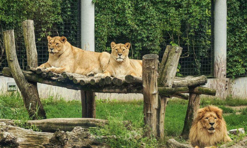 לביאה טרפה יד של אישה &ndash; גן החיות שב לפעול