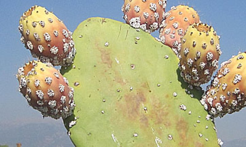 הצבר בסכנה: הקקטוס ייעלם מנופי ישראל?
