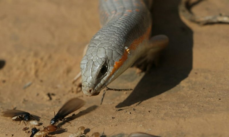 כמו בנשיונל ג'יאוגרפיק: חומט מנומר טורף חרקים