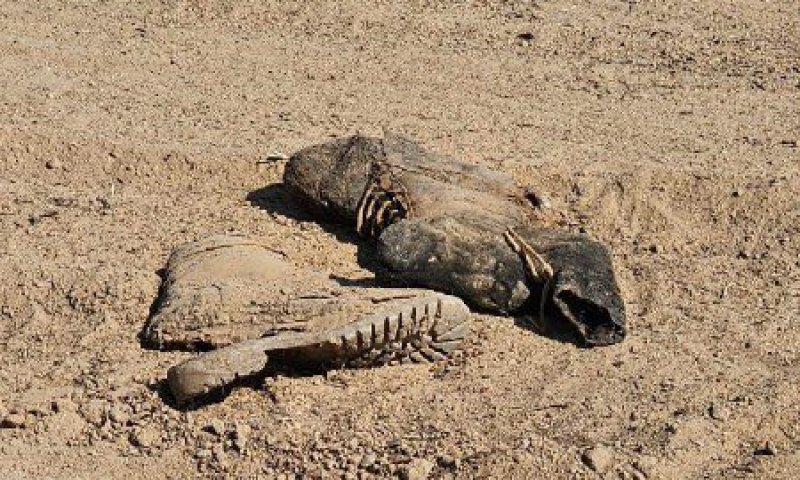 שנה אחרי: שרידי גופות אותרו בעוטף עזה