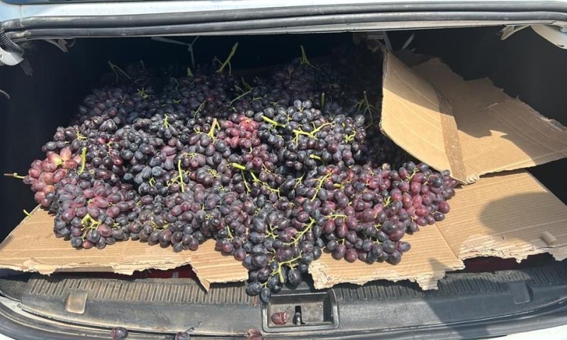 חשוד ערבי נתפס לאחר שגנב 110 קילו ענבים. צפו