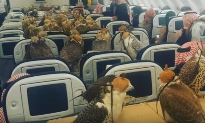 הזוי: קנה 80 כרטיסי טיסה לציפורי המחמד שלו