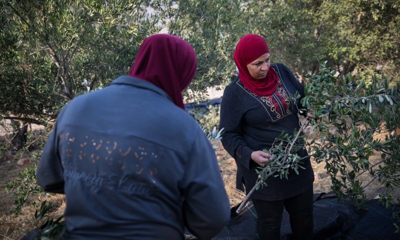 המנהל האזרחי נכשל בעצירת 'הכיבוש החקלאי' ביו"ש