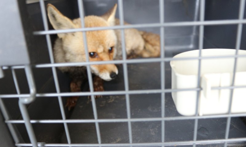 מרפיח לדרום אפריקה: חולצו 50 בעלי חיים מעזה