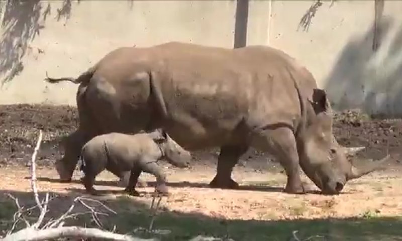 רונה או ראומה? בספארי מחפשים שם לקרנפית החדשה