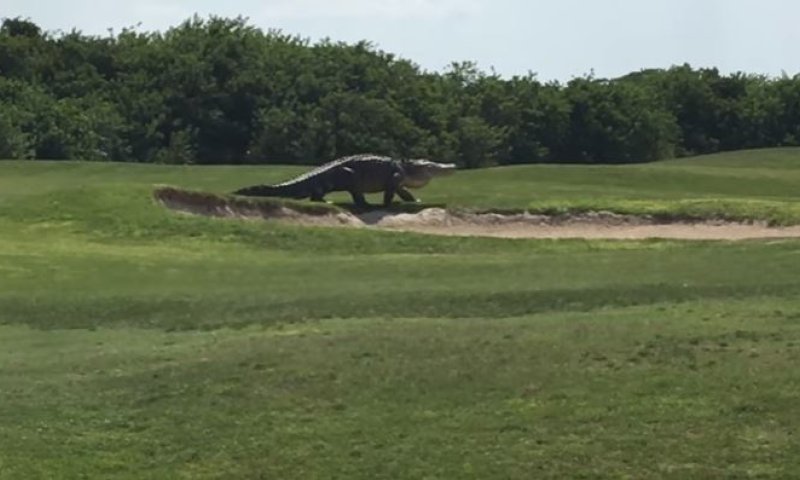 האימה: תנין ענק פרץ למגרש הגולף