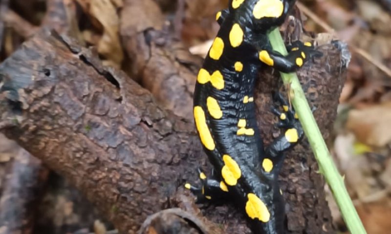 בעקבות הגשמים: סלמנדרה הופיעה לראשונה בשמורה