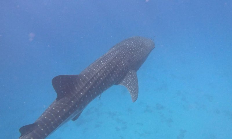 בהלה באשקלון: החופים נסגרו בעקבות כריש