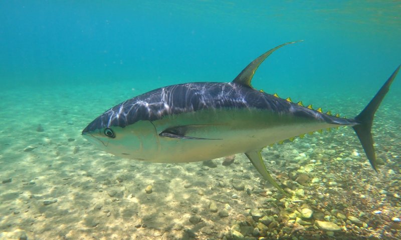 "זו תופעה לא רגילה": טונה זהובה נצפתה במפרץ אילת