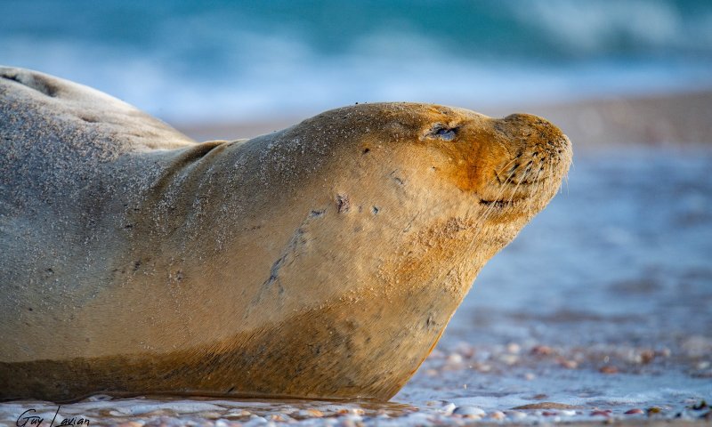 כלבת הים יוליה נחה הבוקר בשטח אש במרכז הארץ