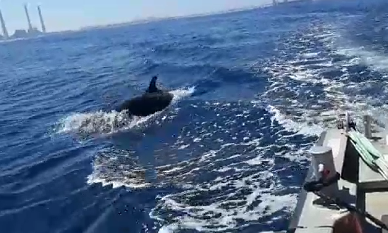 ליד חדרה: זכו לליווי מרגש של דולפינים &bull; צפו: