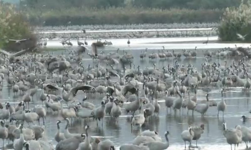 צפו: עשרות אלפי עגורים נחים באגמון החולה