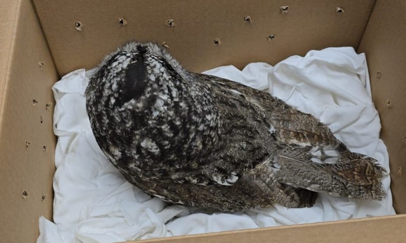 הלוחם חזר ממילואים והציל את העוף הדורס