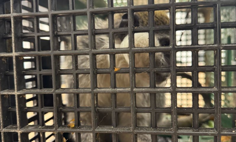 המשטרה חילצה קוף נוסף שהוברח לישובים הבדואים