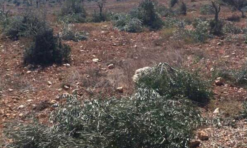 תג מחיר פלסטיני בישוב עדי עד