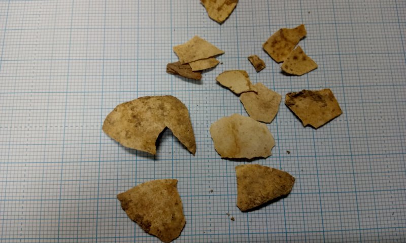 נחשף: הביצה בזמן המקדש לא היתה כשיעור החזון אי"ש