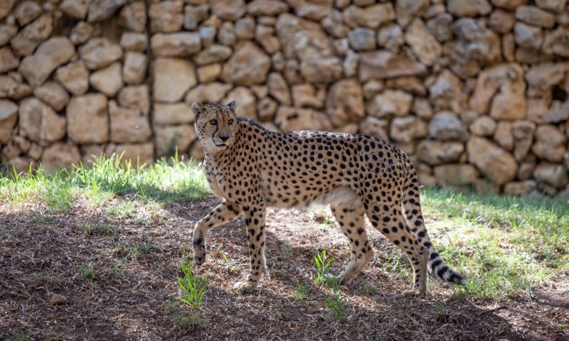 גן החיות: אוריאל נורי שהותקף בידי הנמר מת מפצעיו