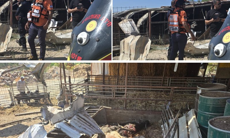 כואב הלב: הכבשים והעיזים נהרגו מפגיעה ישירה