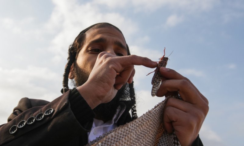 אחת ולתמיד: האם מותר או אסור לאכול חגבים?